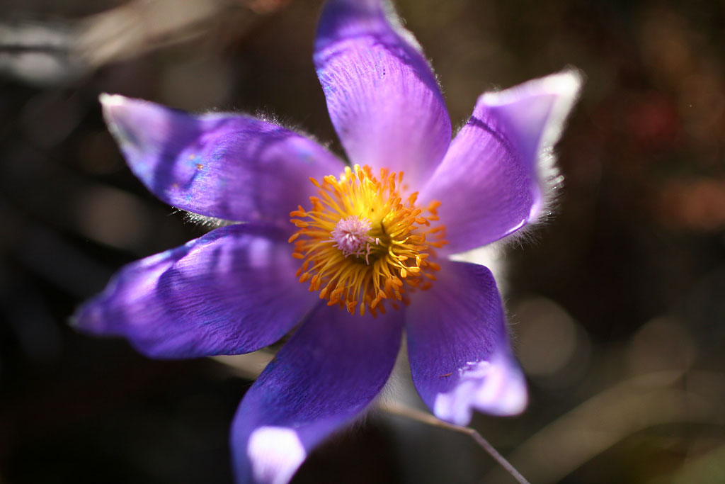 ��� �����