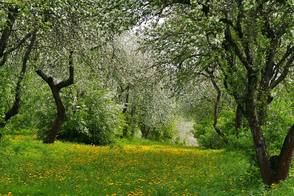 �������� ����