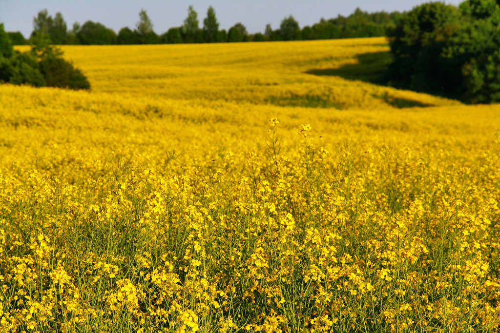 ������ ����