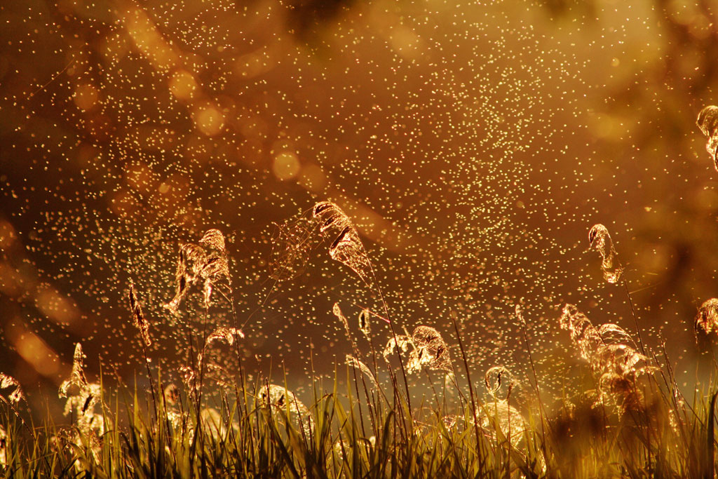 �� ������