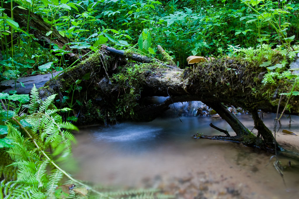 ����� ������