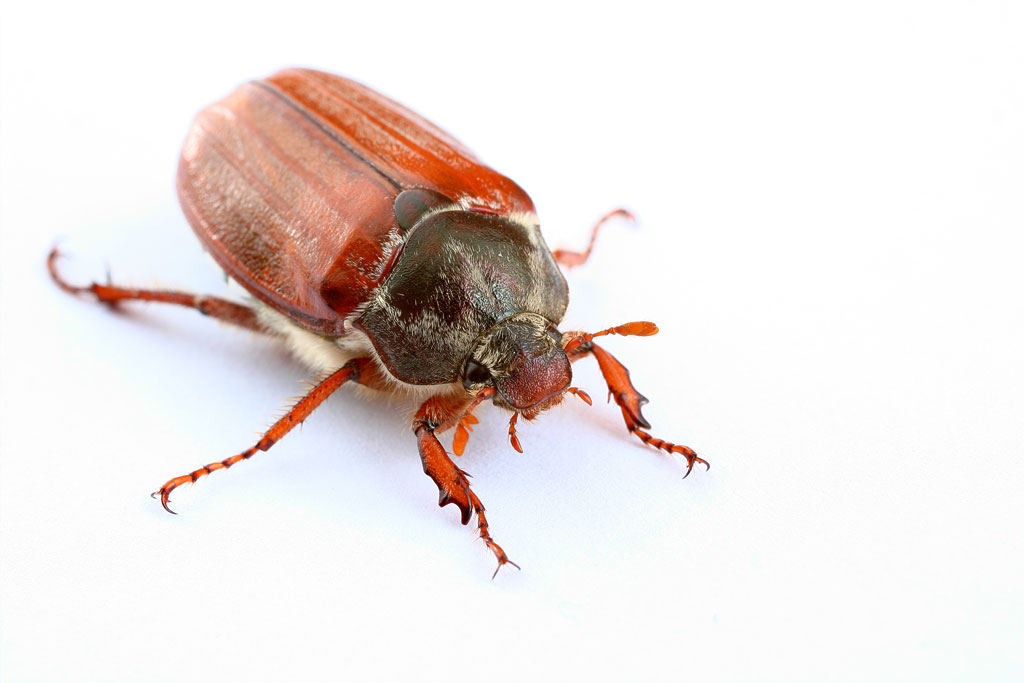 ��� �������