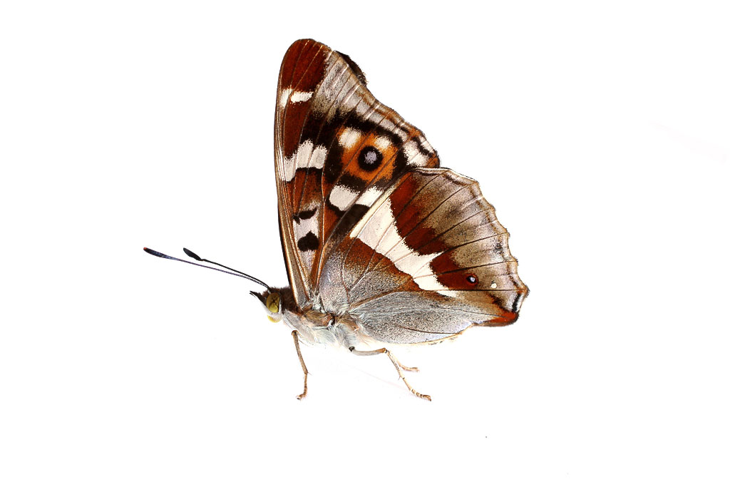 ����������� ������ (Apatura iris )