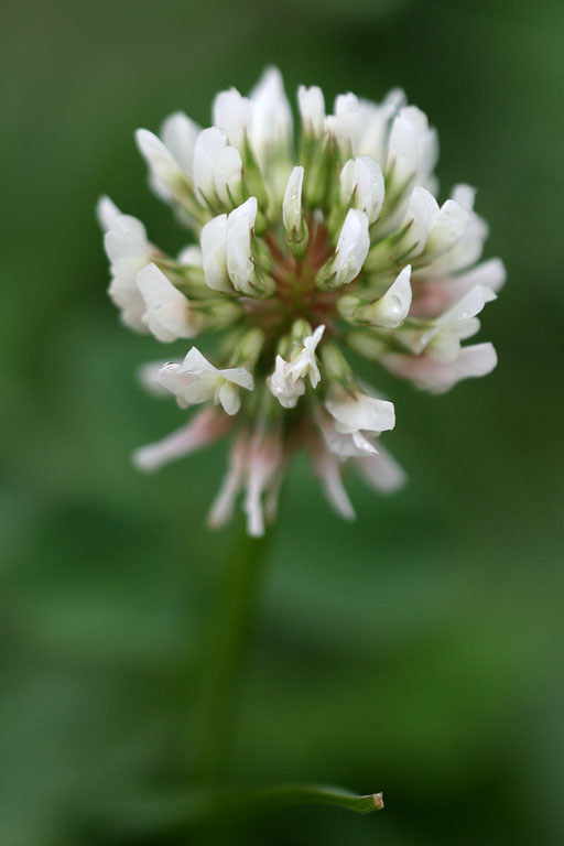 ������ �����