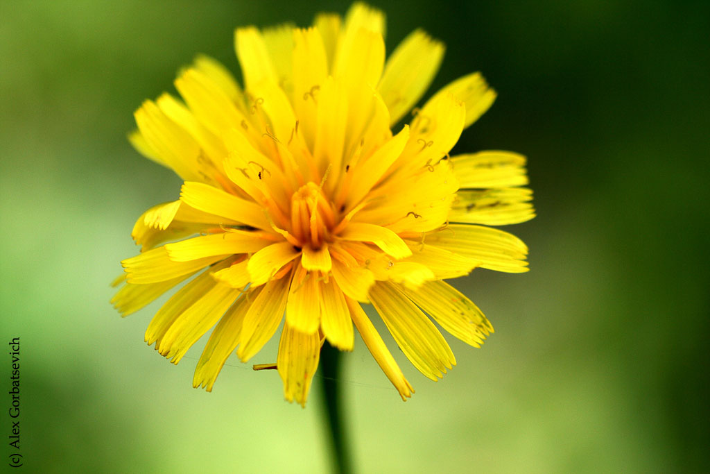 ���������� ��������