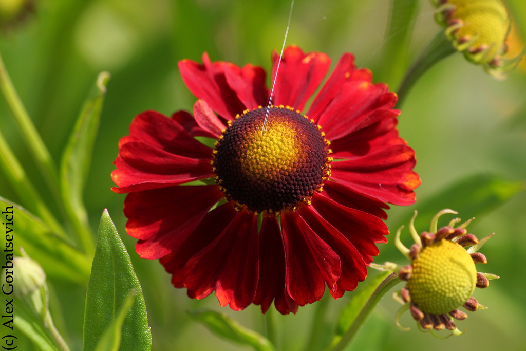 ����� � ��������