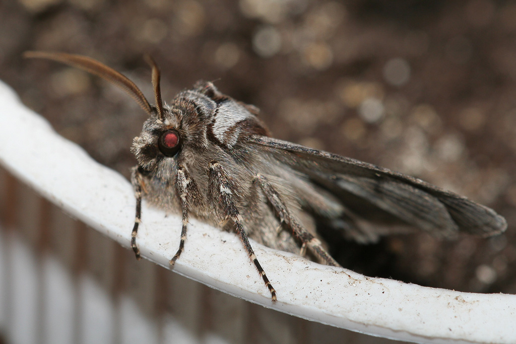 ������� - ������