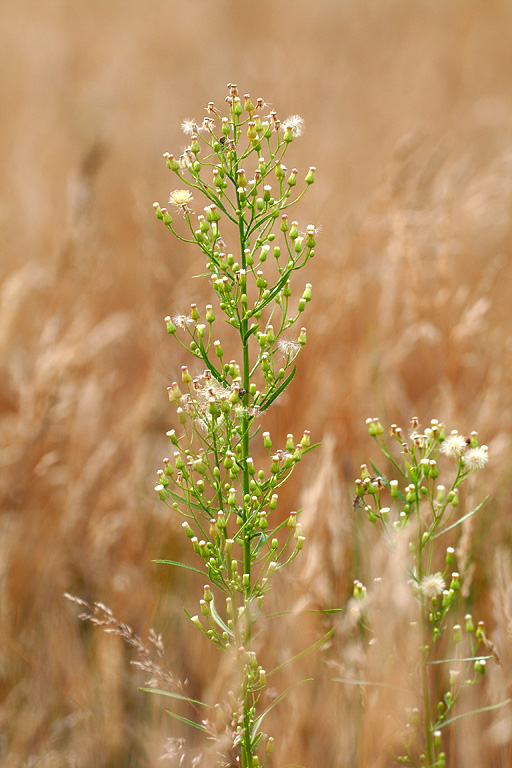 � �������