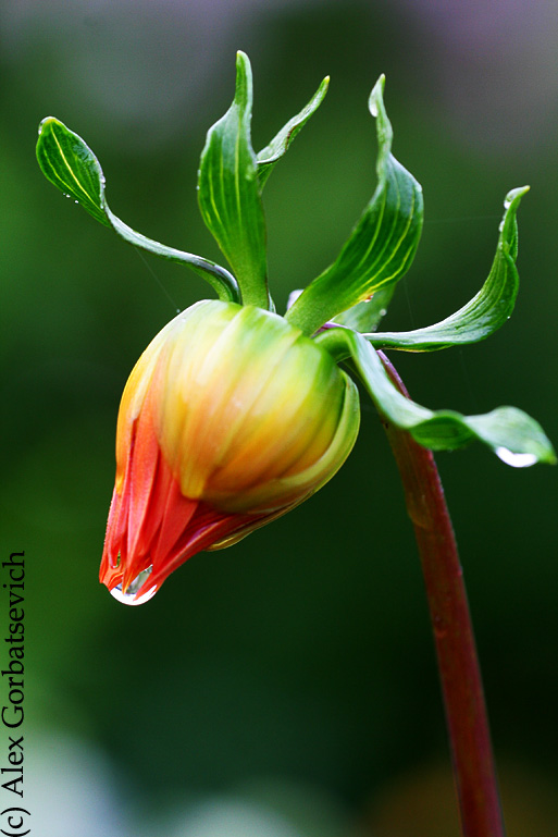 ������ �����