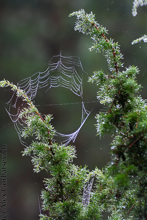 ����� �����