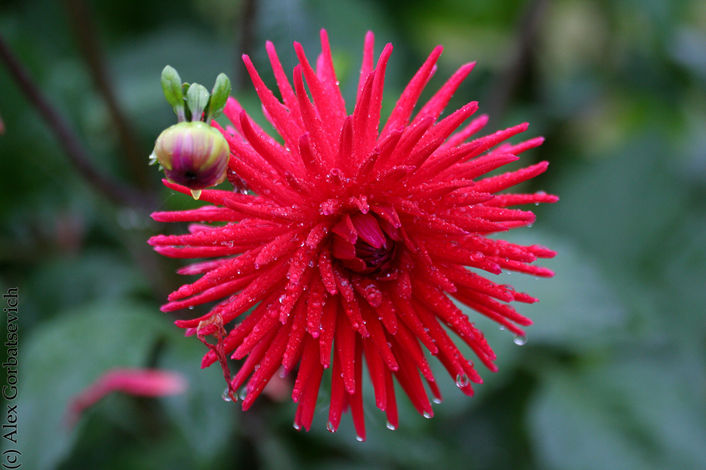 ����� �����