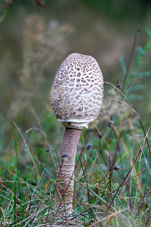 ������ �������