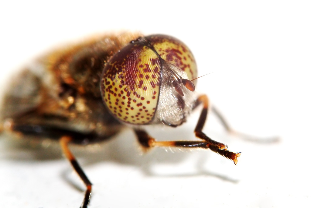 ��� �� ��� ����������?