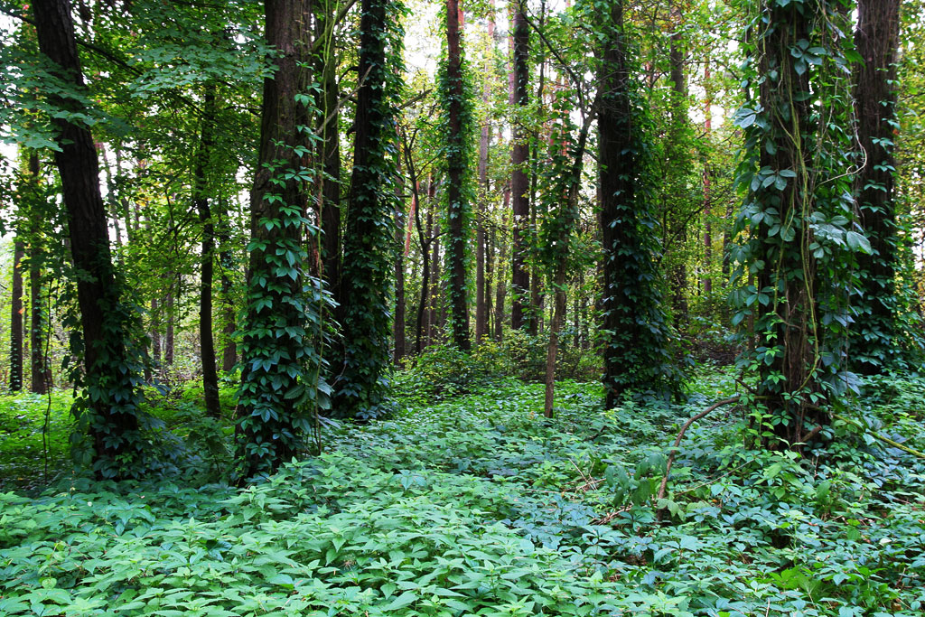 ����������� ���