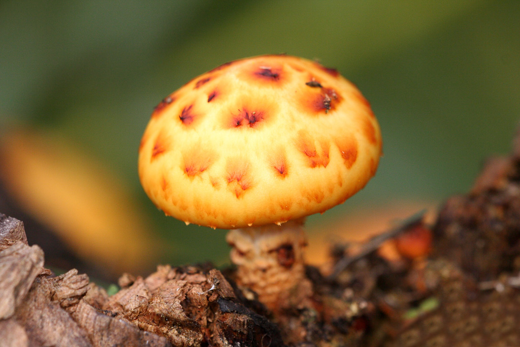���������� ������������ - Pholiota sguarrosa (Fr.) Kumm.