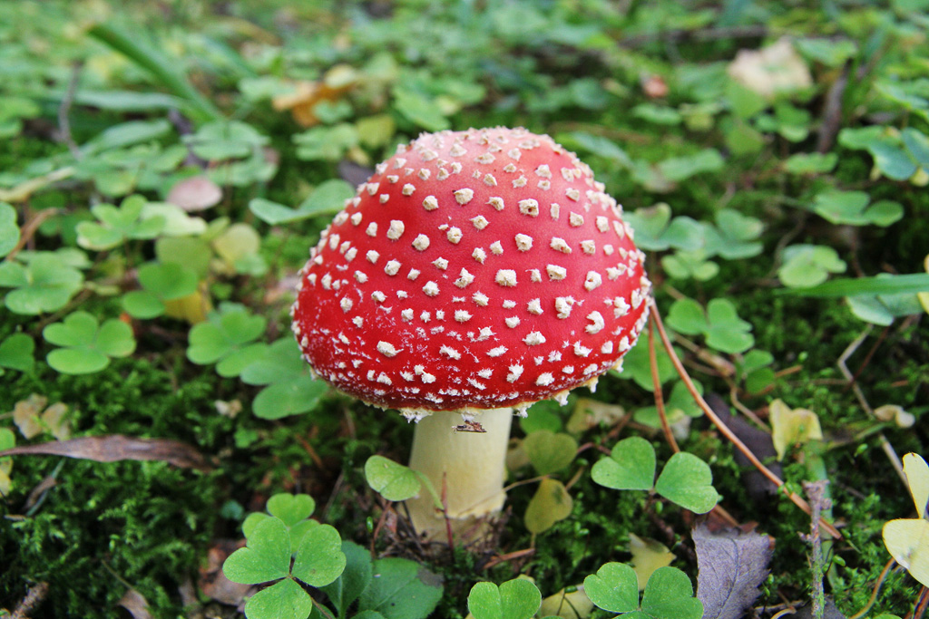 ������� �������