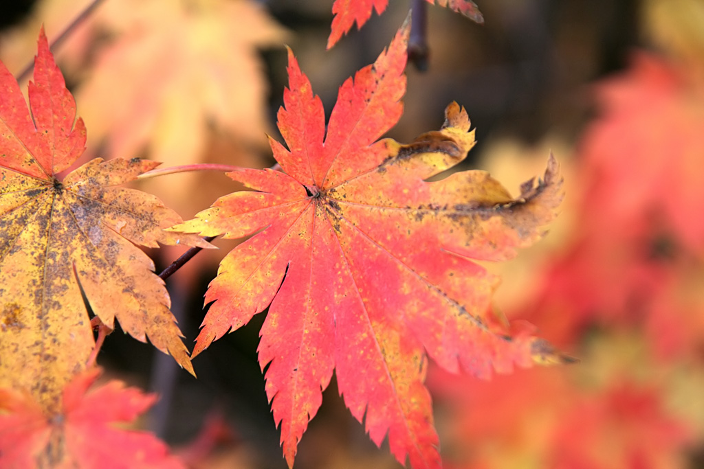 ������ �����