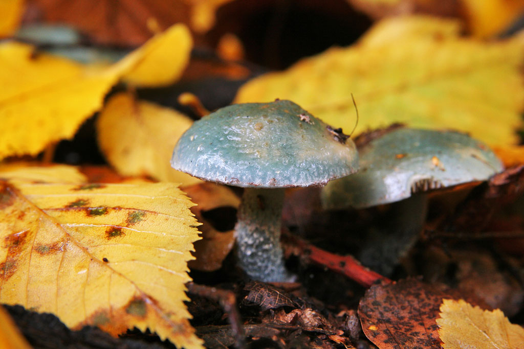 ��������� ����-�������