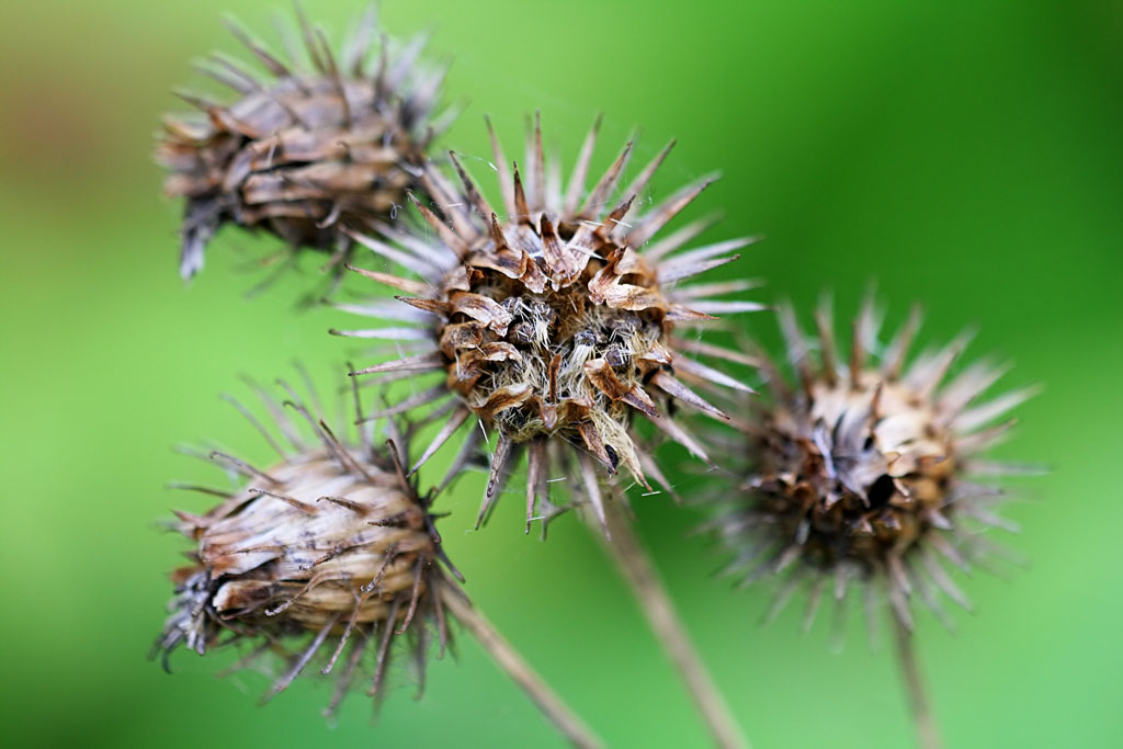 ������� �������