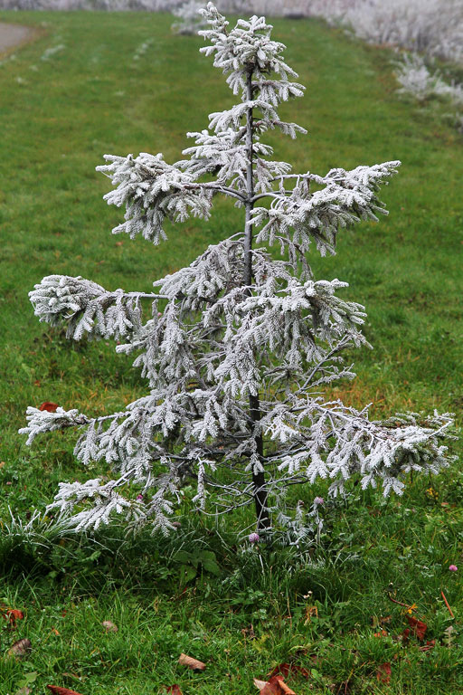 ������ ���������