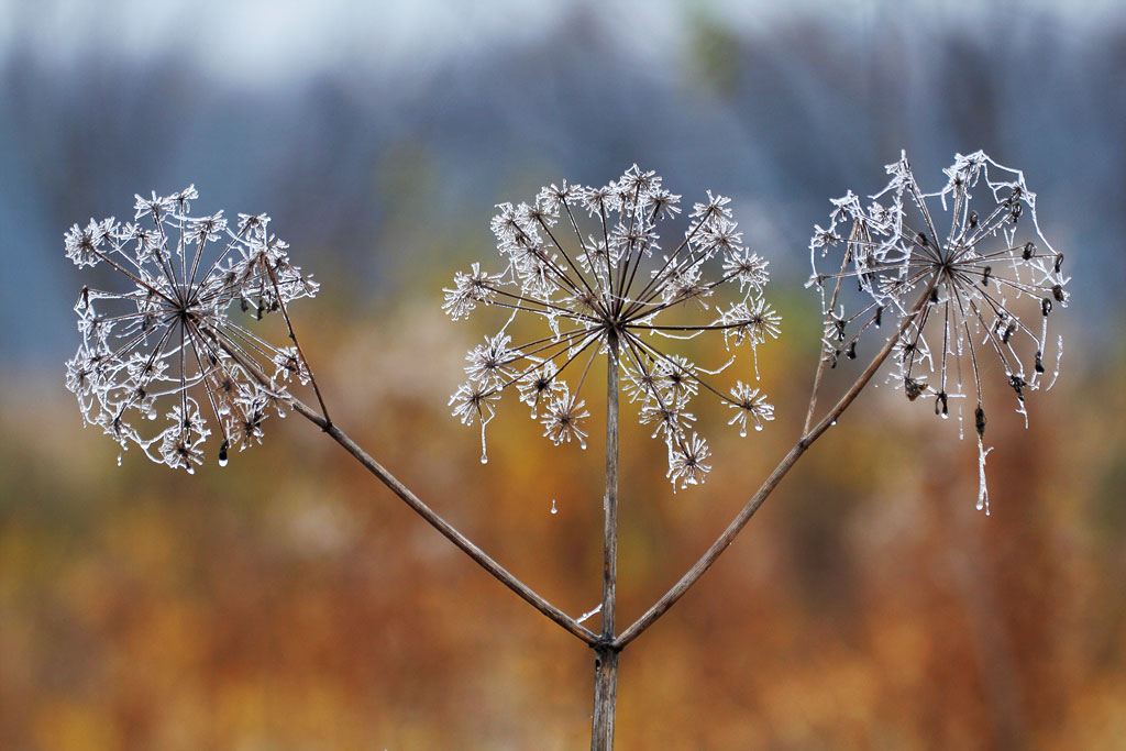 ������ �����