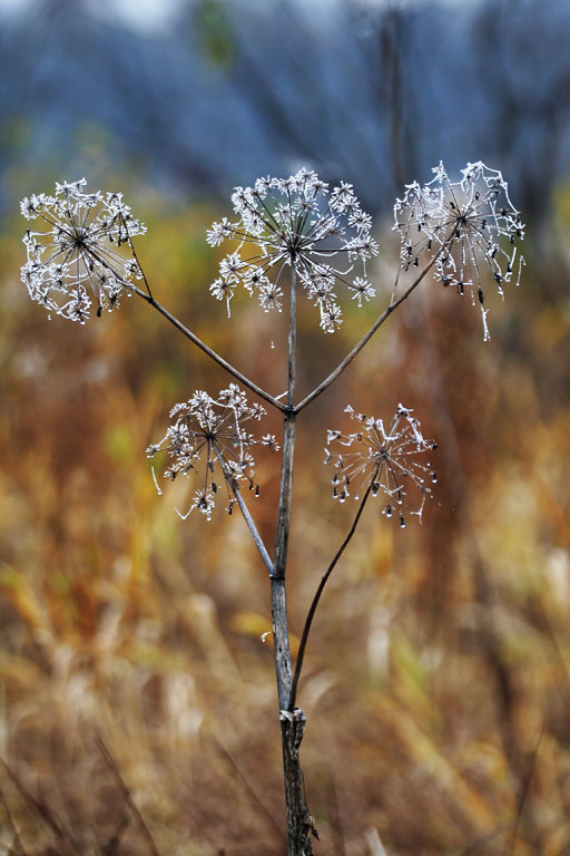 ��������� ������������