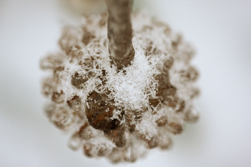 ������ ���������