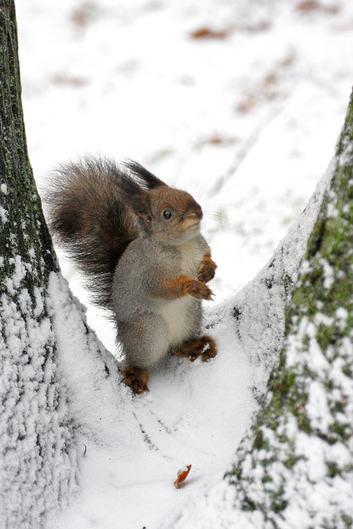 ����� ���-������ ������������ ����������?