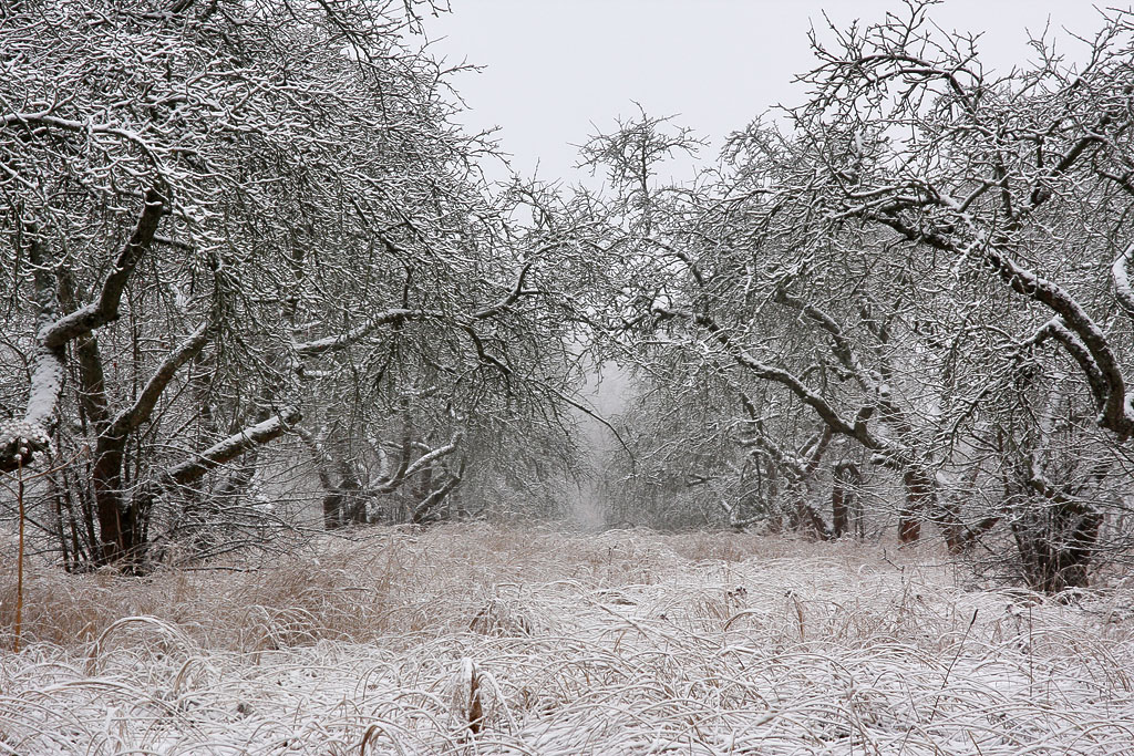 ����������� ���