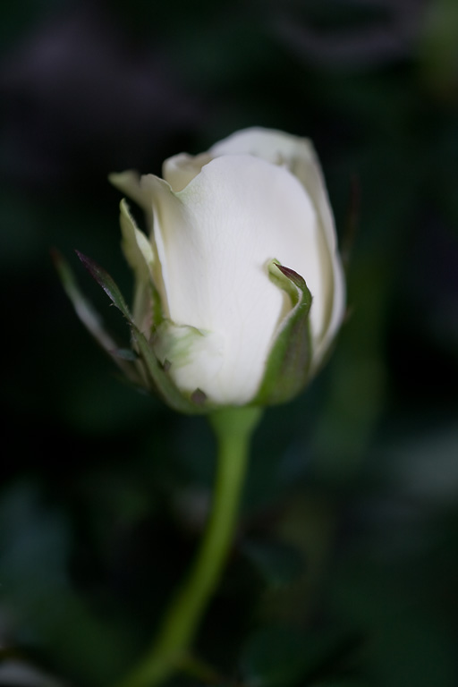 ���������� �����������