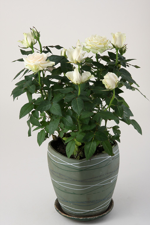 ����� ����