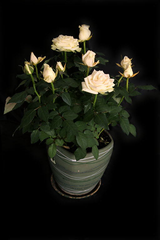 �����-�����