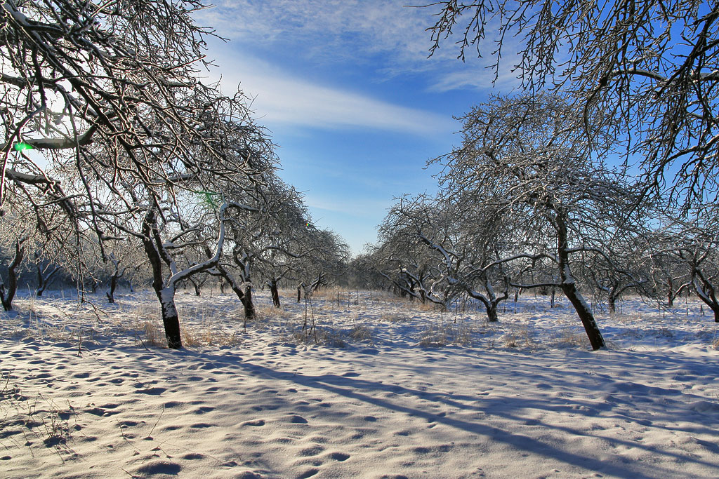 ������ ���