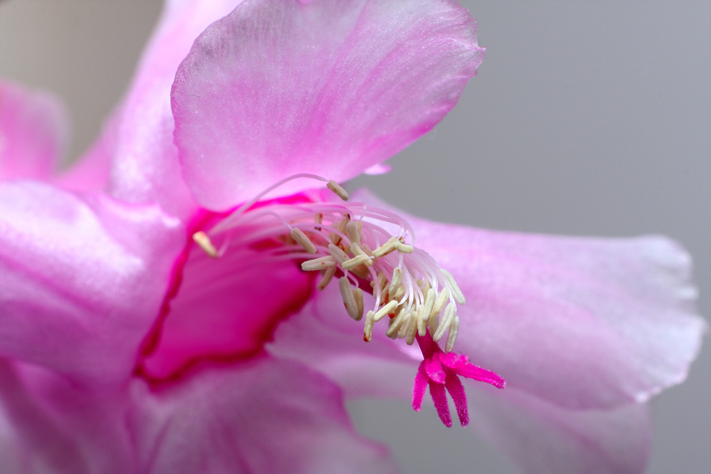 ������ ����������