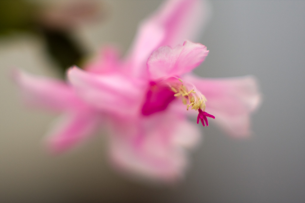 ������ ����������