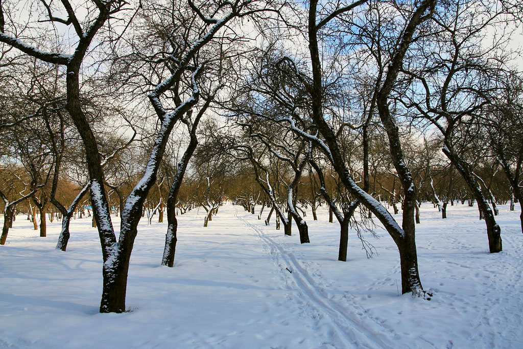 ������ ���