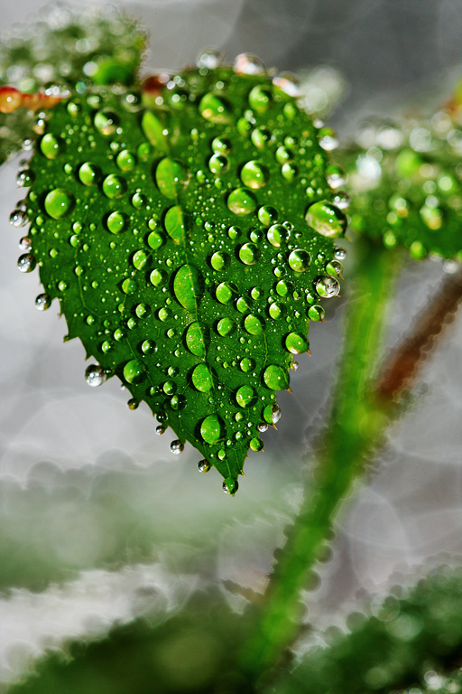 ������� ��������