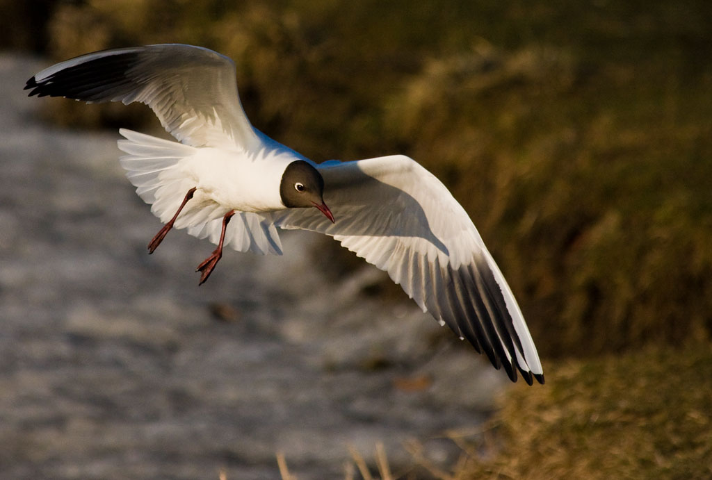 ������� ��� �������