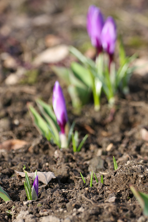 ������� �������