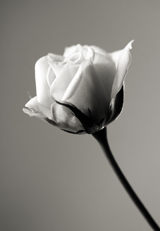 ����� ����