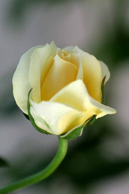 ������ ����