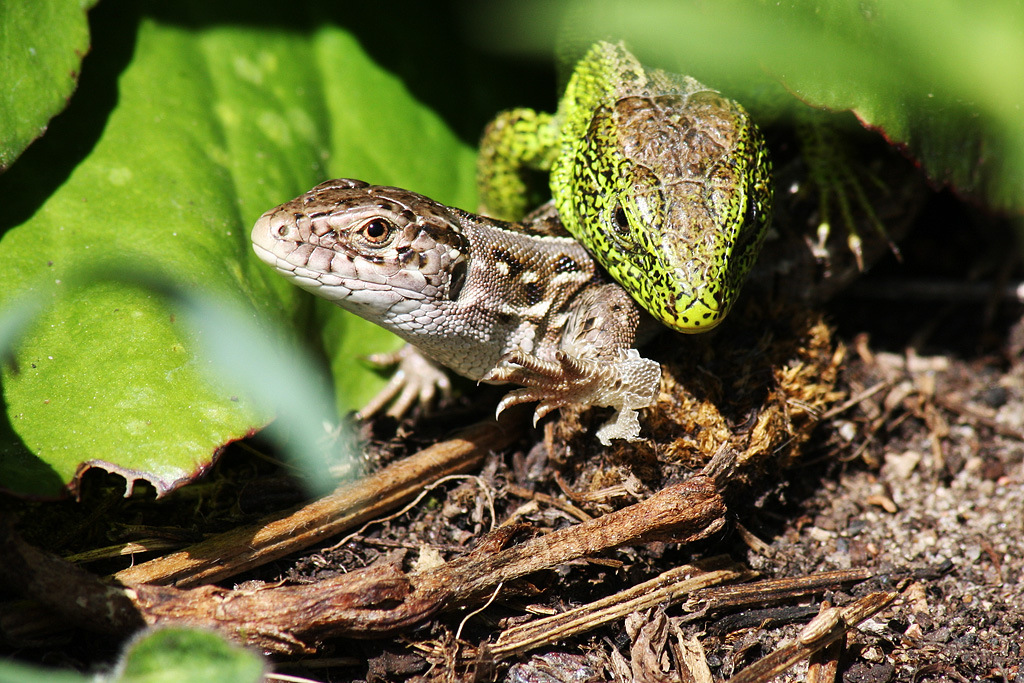 ��� �������� �������