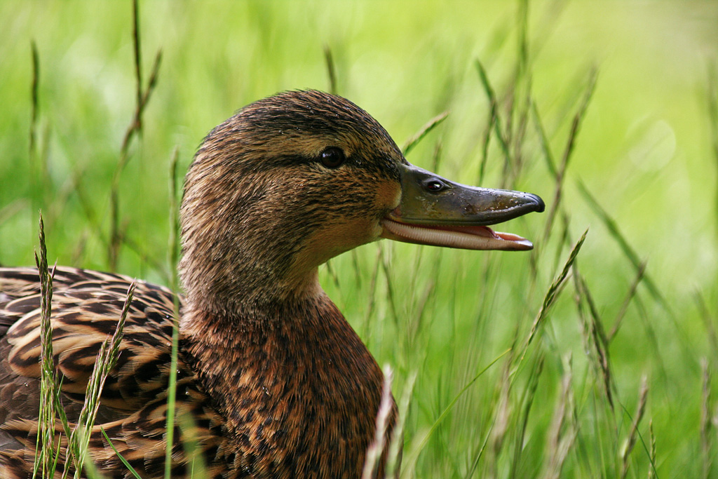 ������, ��� ��������� ���� (�����)