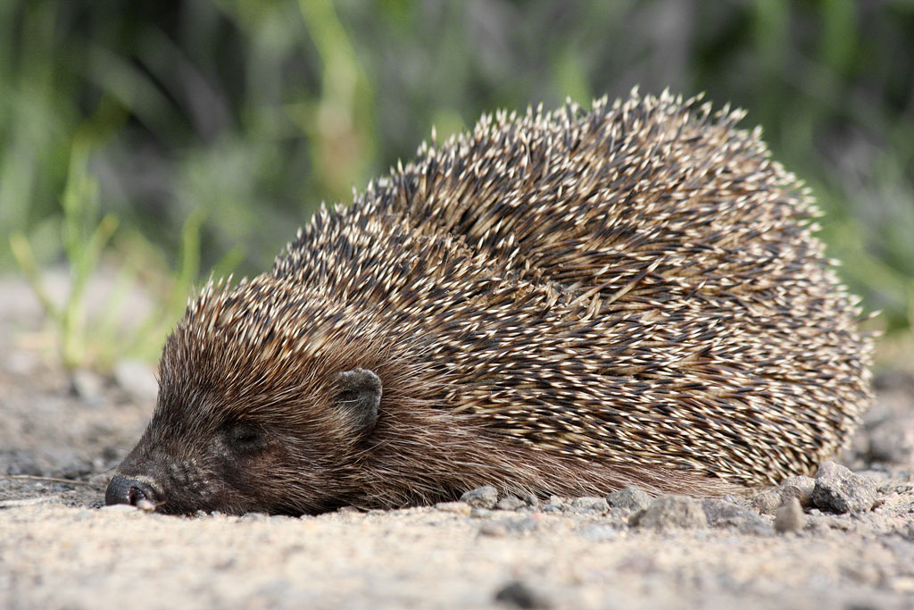 �������� ��