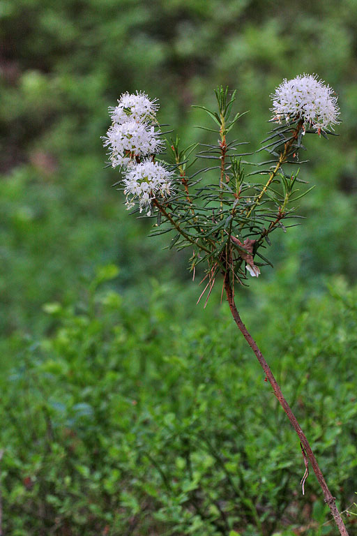 �������� ���������