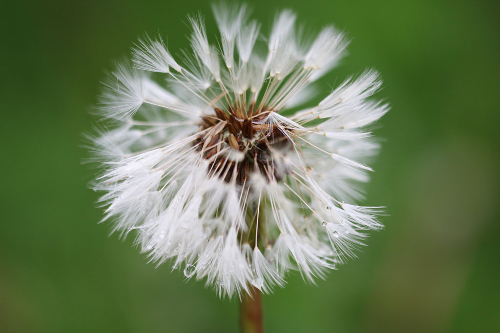 ������ �����