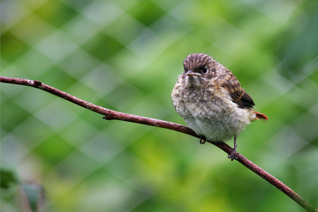 ������ �����