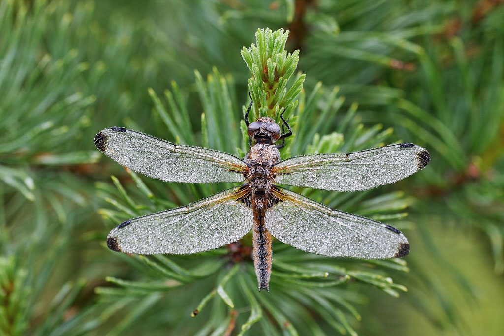 �������� ��������