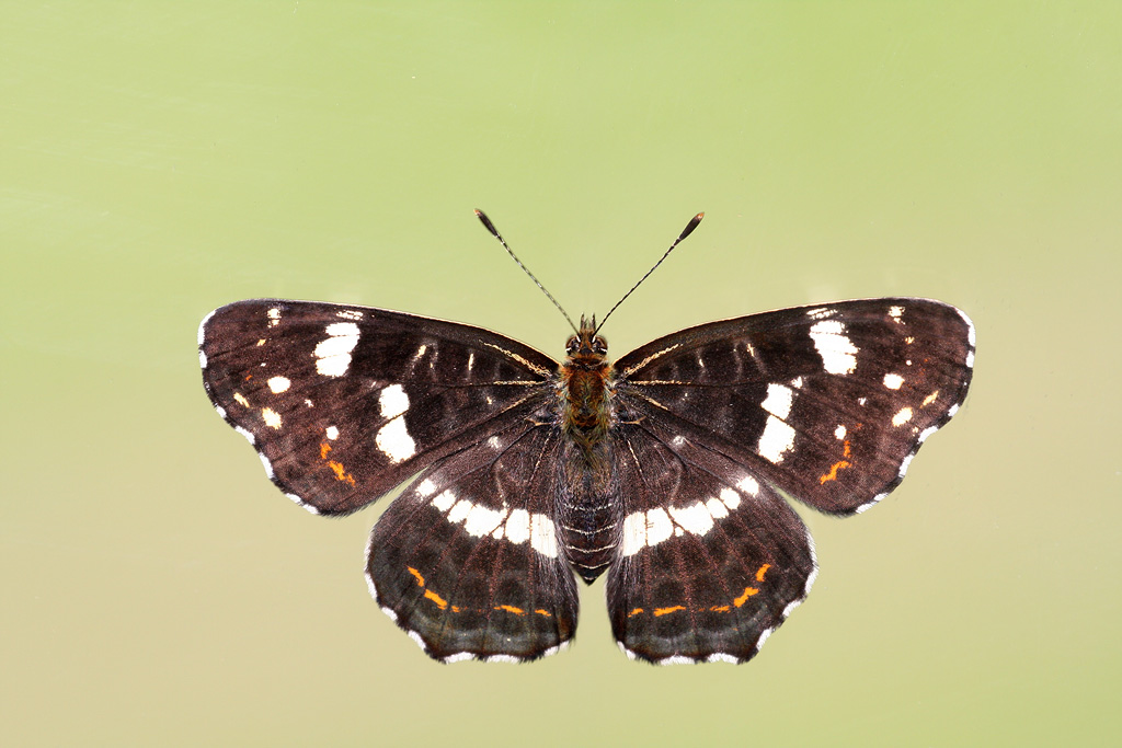 ��������� ������� (Limenitis camilla)