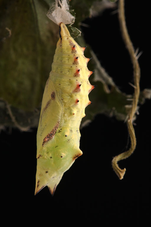 �������� ����. �������.